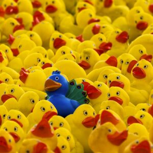 Eén blauwe badeend tussen tientallen gele eenden, als beeld voor opvallen tussen employer branding clichés